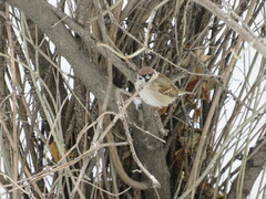 Passer montanus