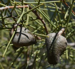 Hakea leucoptera