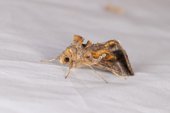 Chrysodeixis eriosoma