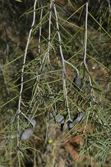 Hakea leucoptera
