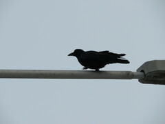 Corvus corone