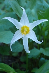 Erythronium montanum