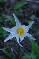 Erythronium montanum