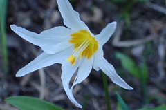 Erythronium montanum