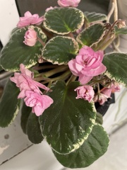 Streptocarpus ionanthus