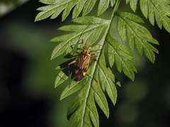 Closterotomus costae