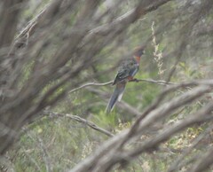 Platycercus elegans adelaidae