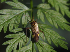 Closterotomus costae