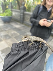 Agamidae