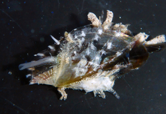 Image of Pinctada longisquamosa