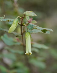 Correa aemula