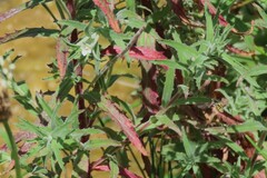 Epilobium hirtigerum