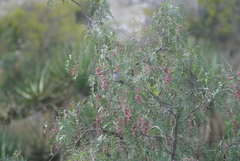 Spizella atrogularis