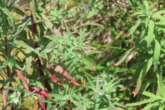 Epilobium hirtigerum