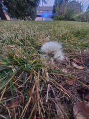 Taraxacum ceratophorum