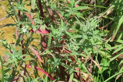 Epilobium hirtigerum