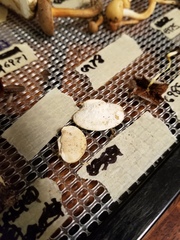 Skeletocutis semipileata