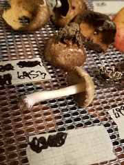 Pseudosperma curreyi