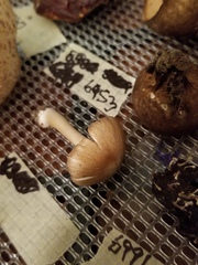 Pseudosperma curreyi