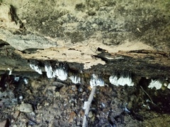 Stemonitis