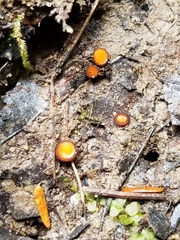 Scutellinia