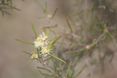 Melaleuca uncinata