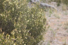 Melaleuca uncinata