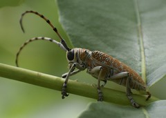 Celosterna scabrator