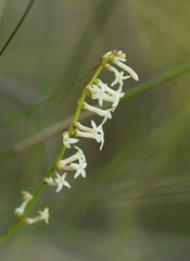 Stackhousia aspericocca