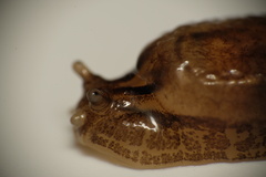 Hyalimax maillardi
