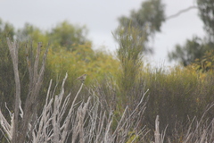 Aphelocephala leucopsis