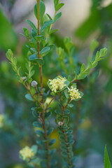 Pimelea flava