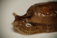 Hyalimax maillardi