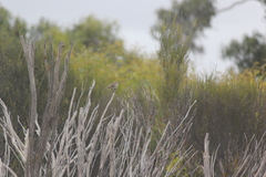 Aphelocephala leucopsis