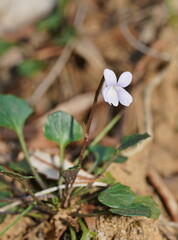 Viola sieberiana
