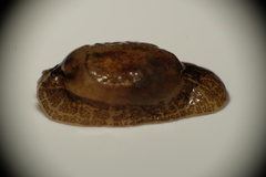 Hyalimax maillardi