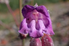 Nothochelone nemorosa