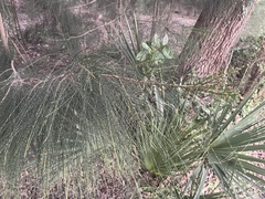 Casuarina