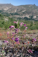 Nothochelone nemorosa