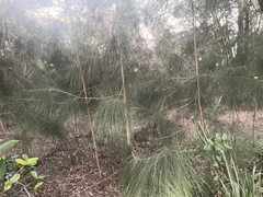 Casuarina