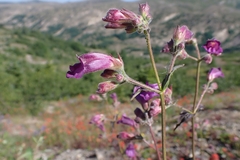 Nothochelone nemorosa