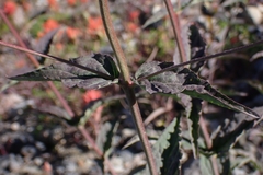 Nothochelone nemorosa