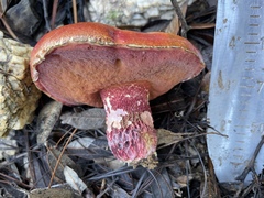 Exsudoporus