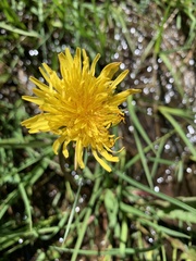 Taraxacum aristum