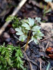 Adoxa moschatellina