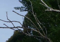 Chrysococcyx lucidus