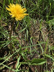 Taraxacum aristum