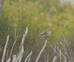 Aphelocephala leucopsis