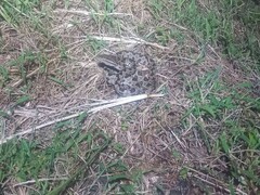 Protobothrops mucrosquamatus