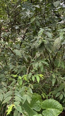 Ficus erecta